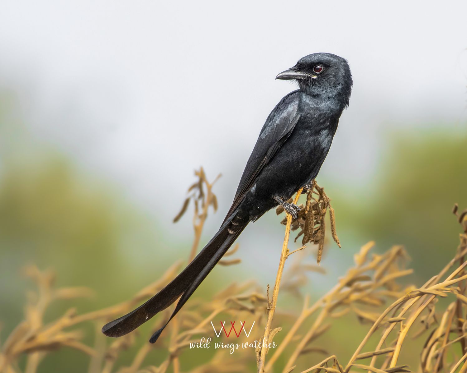 Black Drongo lookout 001